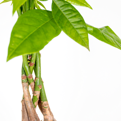  Lot De 2 - Pachira Aquatica - Arbre à Argent - Plante D’intérieur - 25-35 Cm De Haut - Pot 12 Cm