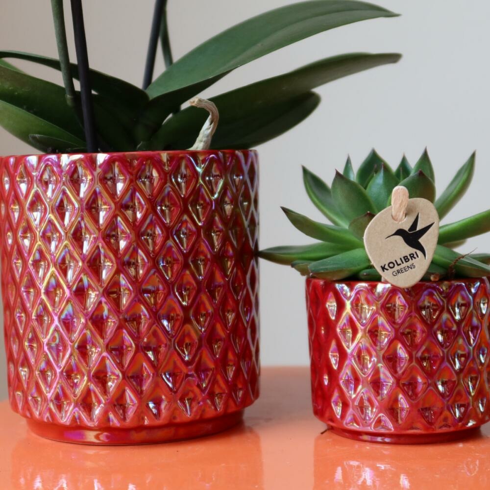  Kolibri Orchids Orchidée Phalaenopsis Rouge Congo + Pot Pearl Rouge - Taille Du Pot 9cm