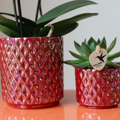  Kolibri Orchids Orchidée Phalaenopsis Rouge Congo + Pot Pearl Rouge - Taille Du Pot 9cm