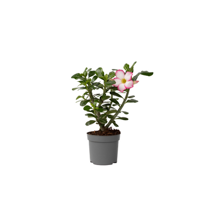  Rose Du Désert - Adenium Obesum 'pink Star' - Hauteur 30-45cm - ⌀13cm