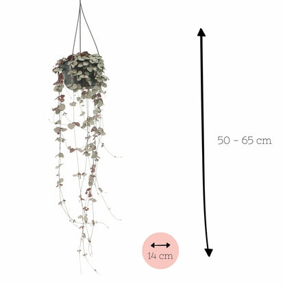  Grand Ceropegia Woodii - Chaîne De Coeurs 50cm - Plante D'intérieur