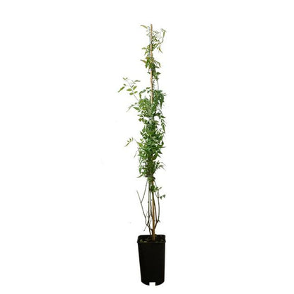  Jasmin Blanc Officinal Jasminum Officinalis 1,5l - 40/60cm