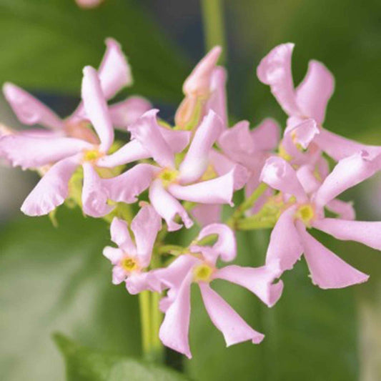  Jasmin étoilé Star Of Ibiza - Le Pot / 2l / Hauteur Livrée 40-50cm