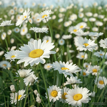  500 Graines De Grande Marguerite - Semisauvage Permaculture