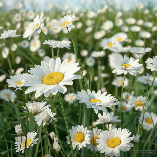  500 Graines De Grande Marguerite - Semisauvage Permaculture