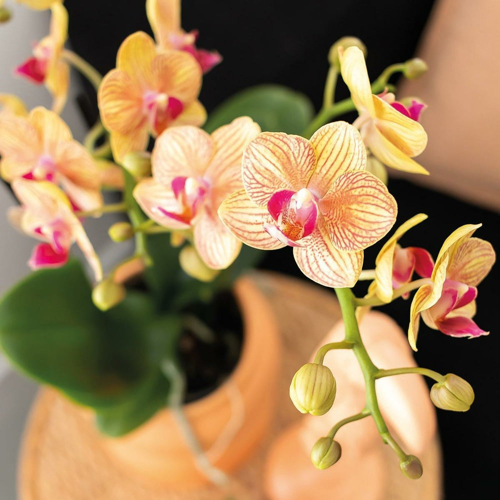  Orchidée Corail Et Succulente Avec Cache-pot Pêche Sur Plateau Blanc