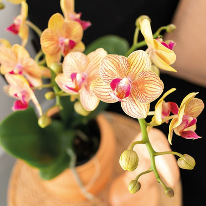  Orchidée Corail Et Succulente Avec Cache-pot Pêche Sur Plateau Blanc