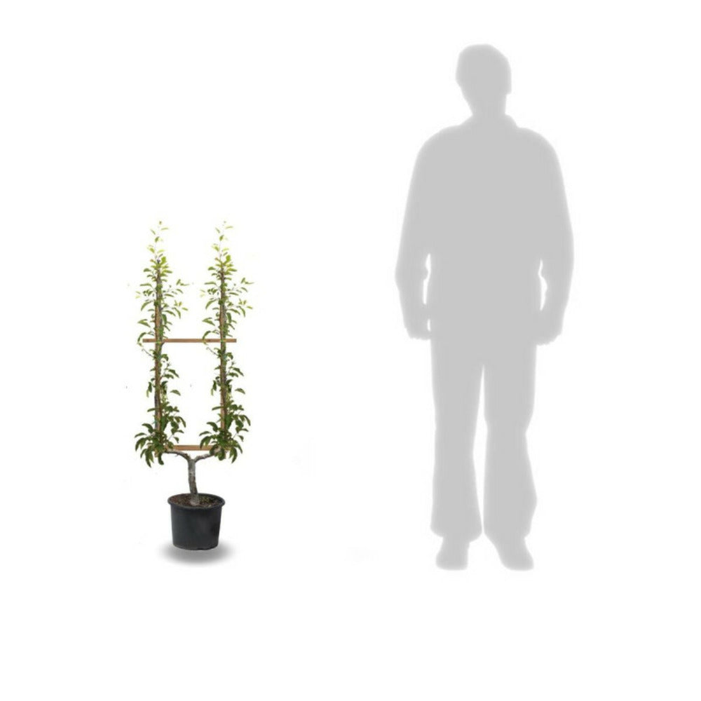  Poirier Angelys/[-]pot De 10l - Gobelet 2 Ans - 120/150 Cm