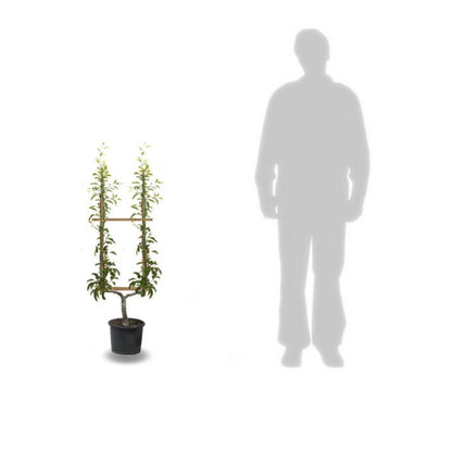  Poirier Angelys/[-]pot De 10l - Gobelet 2 Ans - 120/150 Cm