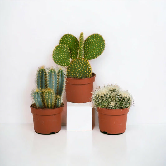  Cactus, Box De 3 Plantes H27cm