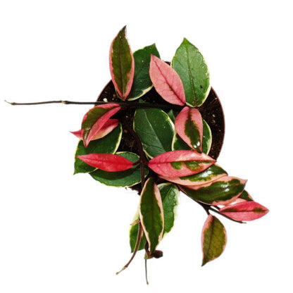  Hoya Carnosa Flamingo Dream" - Rankende Zimmerpflanze Mit Rosa Neutrieb - Porzellanblume - Wachsblume - 12cm Topf"