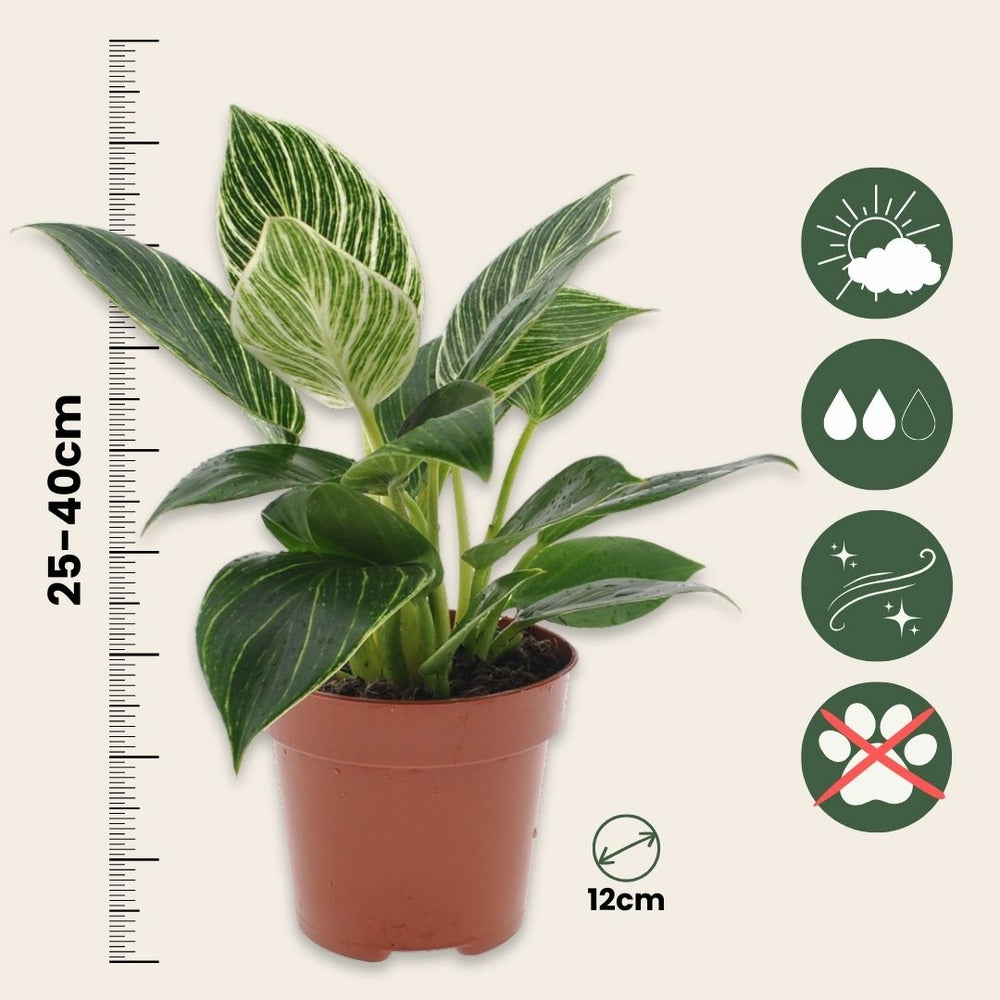  Plante Verte - Philodendron 'white Wave' - Hauteur 25-40cm - ⌀12cm