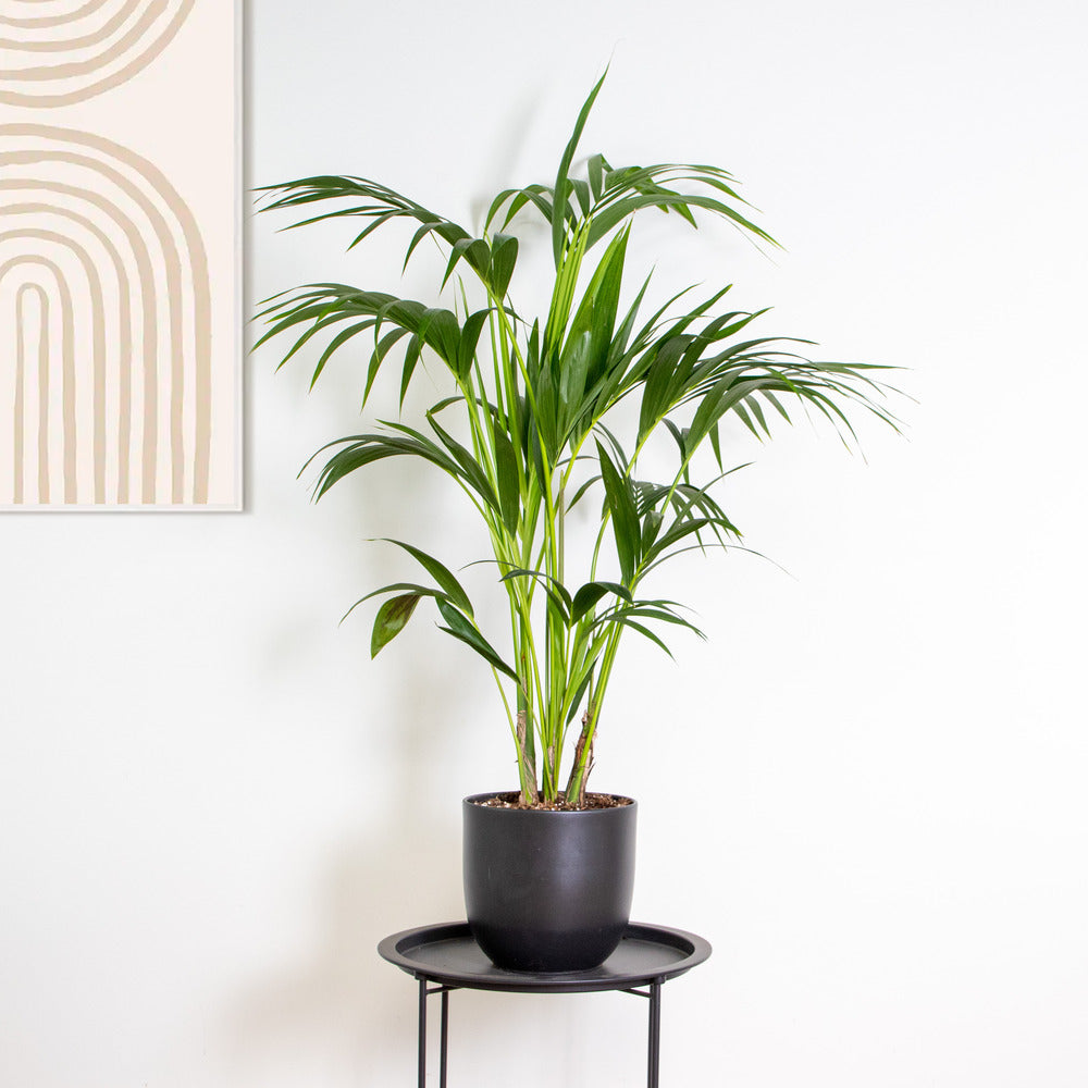  Howea Forsteriana - Palmier Kentia - Plante D’intérieur - 120-140 Cm De Haut - Pot 24 Cm