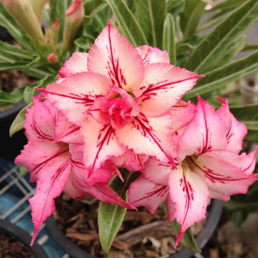  Adenium Obesum Cv.flèche Caudex D'environ 2000g 25/30cm Très Gros Caudex