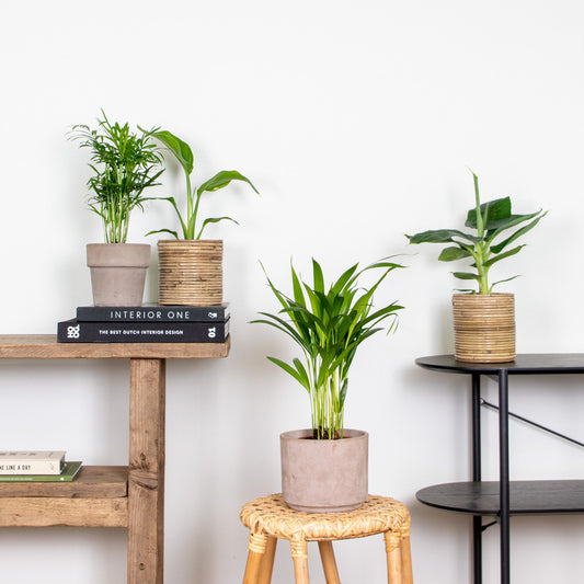  Mélange De Plantes Tendance - Chamaedorea, Dypsis, Musa, Strelitzia - ⌀12 Cm - 20-45 Cm