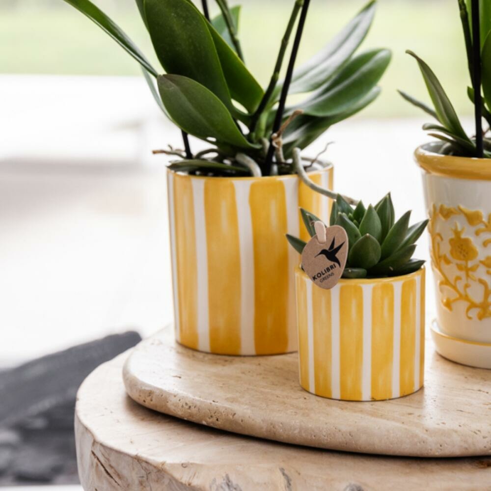  Kolibri Company Set Cadeau Mediterranean Sunset Avec Orchidée Phalaenopsis Blanche Lausanne Et Plantes Succulentes,