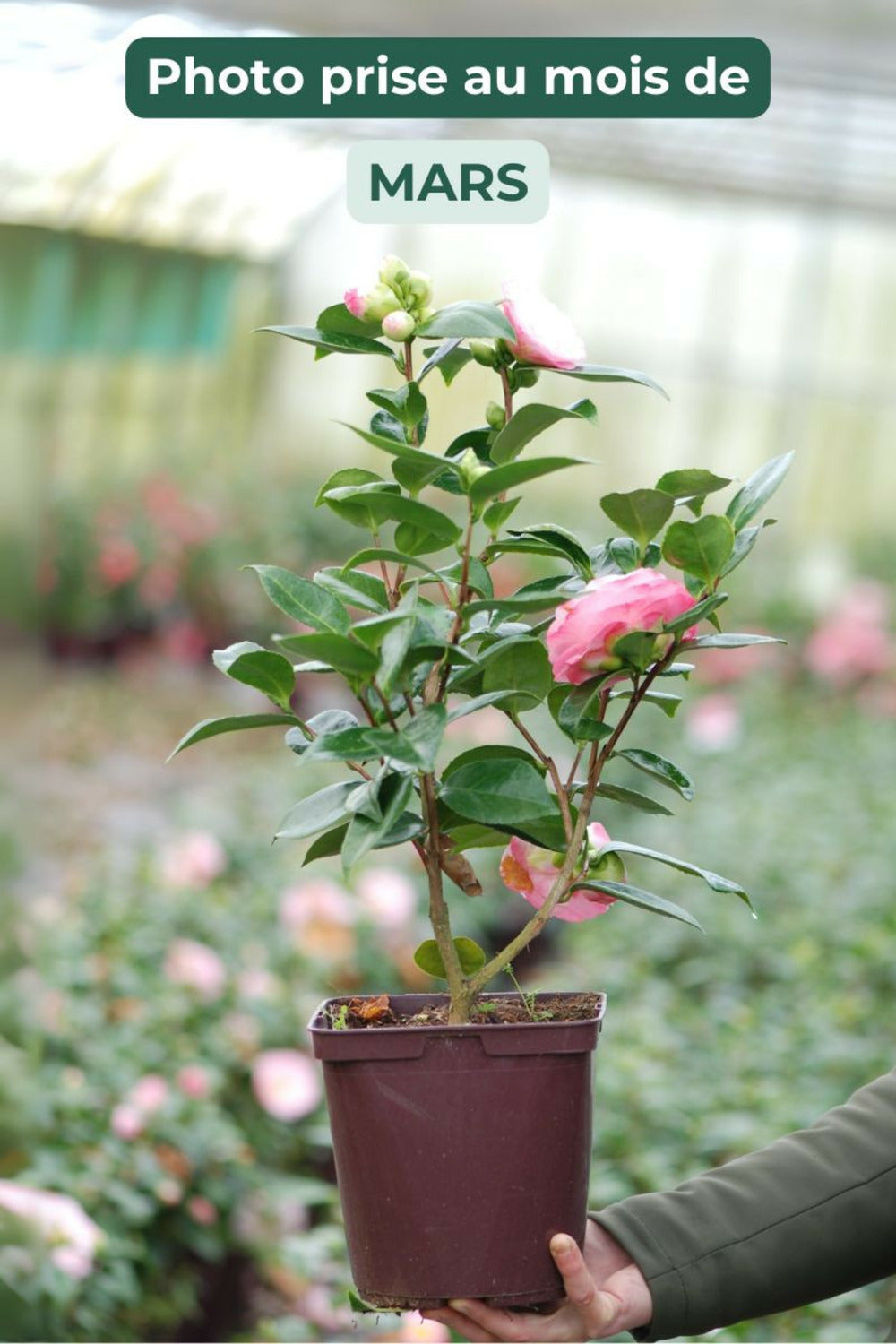  Camelia 'desire' - En Pot De 1 Litre