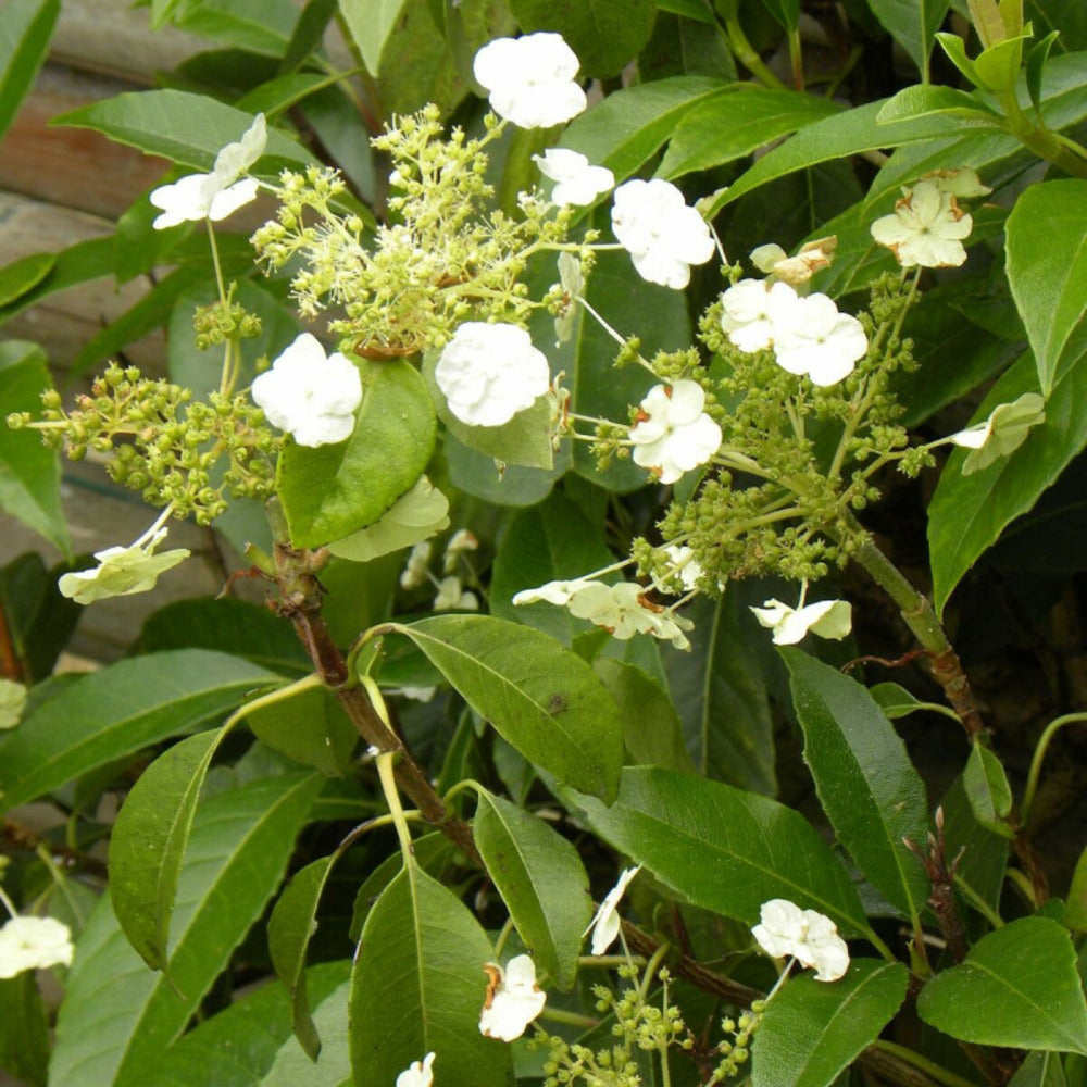  Hortensia Grimpant Seemanii/[-]pot De 3l - Echelle Bambou 60/120 Cm