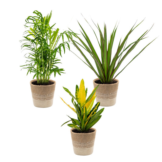  3x Mélange De Plantes Tropicales D’intérieur Avec Panier En Jute - Dépolluantes - ⌀12 Cm - 25-40 Cm