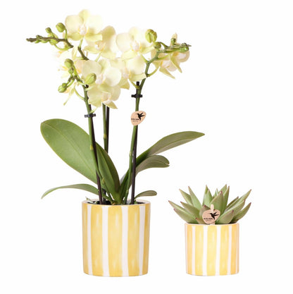  Orchidée Phalaenopsis & Echeveria En Pot Rayé Decoratif