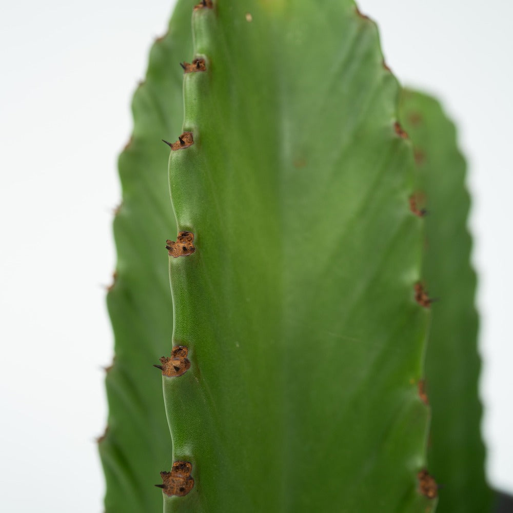  Euphorbe Ingens - Set De 2 - Euphorbia Ingens - Hauteur 40-50cm - ⌀18cm