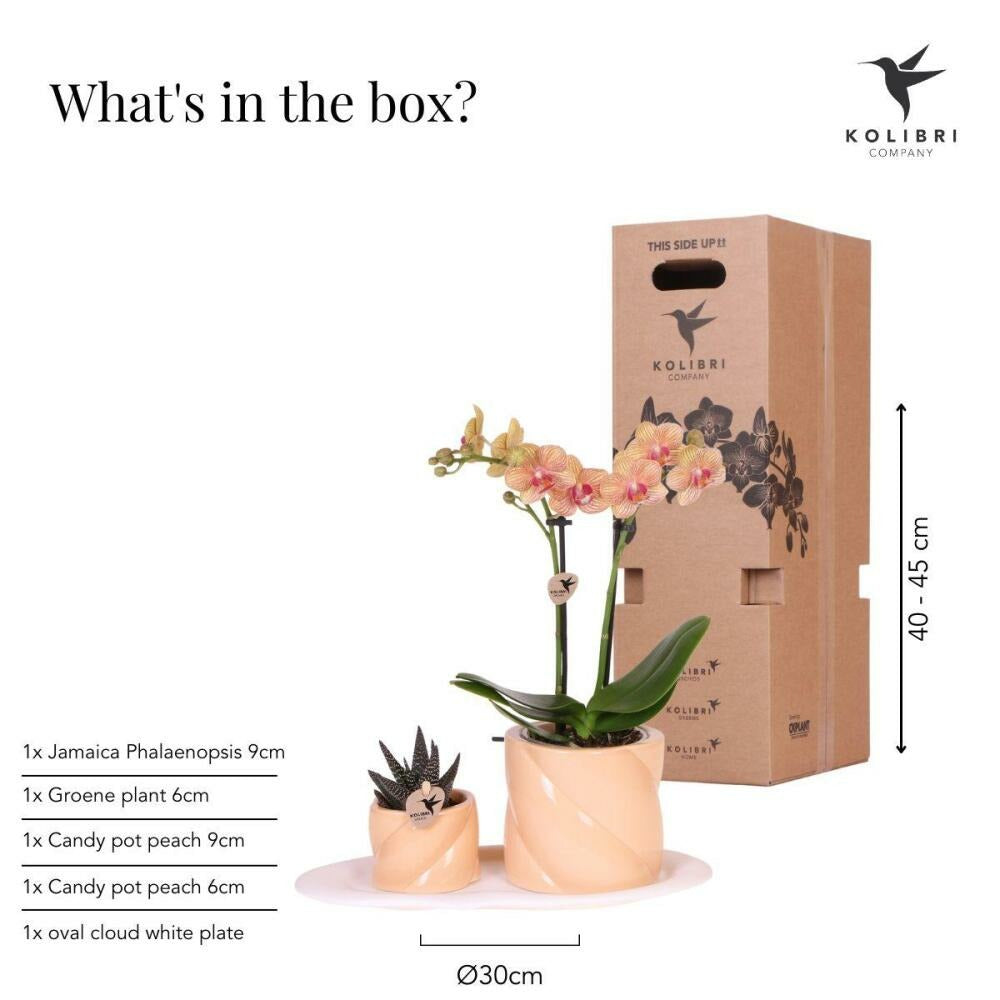  Orchidée Corail Et Succulente Avec Cache-pot Pêche Sur Plateau Blanc
