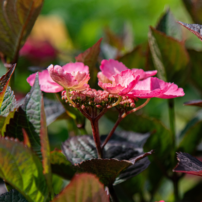  Hortensia - Hydrangea Paniculata 'dare Devil' - Hauteur 25-40cm - ⌀19cm