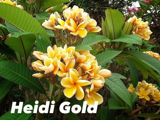  Plumeria Rubra "heidi Gold" (frangipanier)- Pot De 2 Litres ? 20/30 Cm