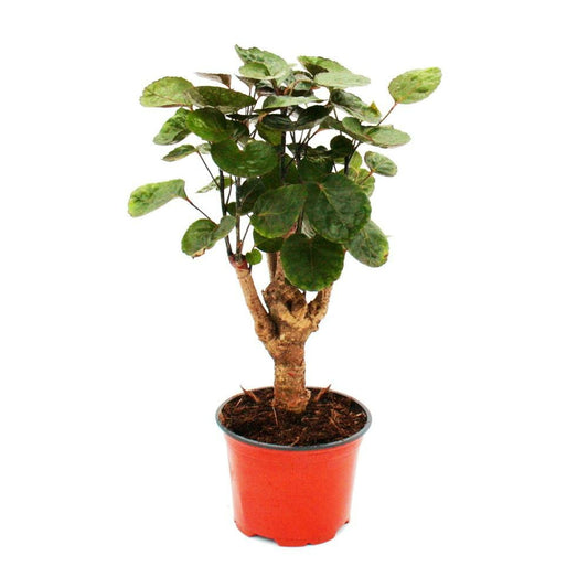  Aralia Pennée Brillante - Polyscias Scutellaria Fabian - Plante D'intérieur Facile D'entretien - Pot 12cm