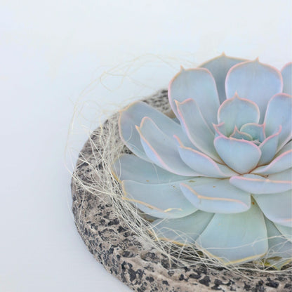  Echeveria - Echeveria Lilacina - Hauteur 8cm