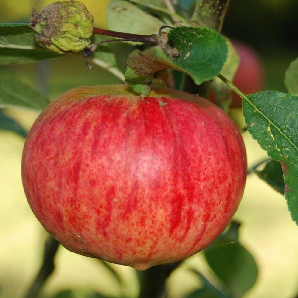  Pommier Rubinette®/[-]pot De 10l - Gobelet 2 Ans - 120/150 Cm