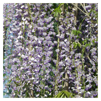  Glycine Du Japon Macrobotrys/[-]godet - 5/10 Cm