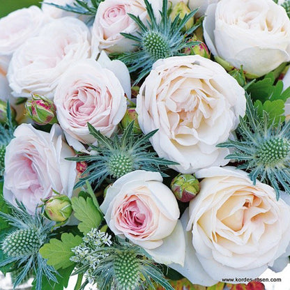  Kordes Parfuma® Rosier - Rosa 'madame Anisette'®