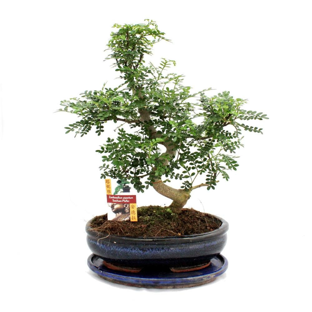  Poivre De Bonsaï Szechuan - Zanthoxylum Piperitum - Env. 12-15 Ans