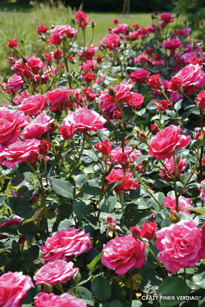  Rosier Décorosiers ? 'crazy Pink Voluptia ?' - En Pot De 5 Litres