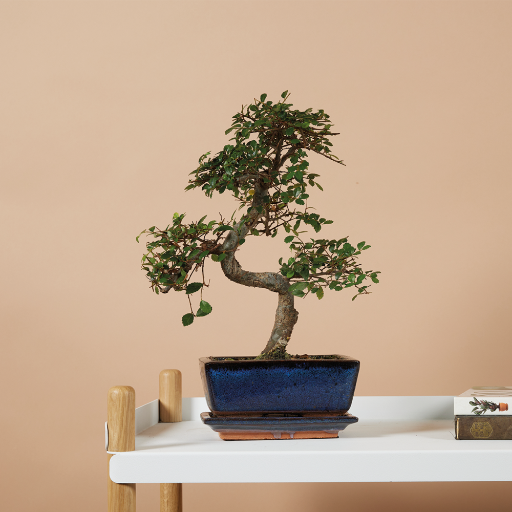  Bonsaï Zelkova - Forme En S - Bonsaï - Plantes D'intérieur - Hauteur 20-30 Cm - 15 Cm De Large