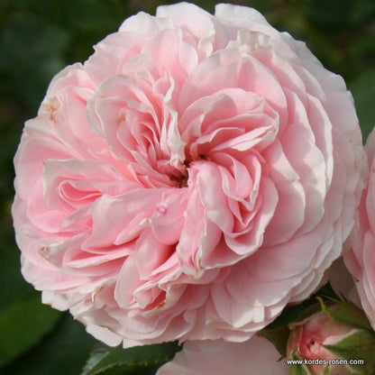  Rosier Kordes - Rosa 'larissa'®