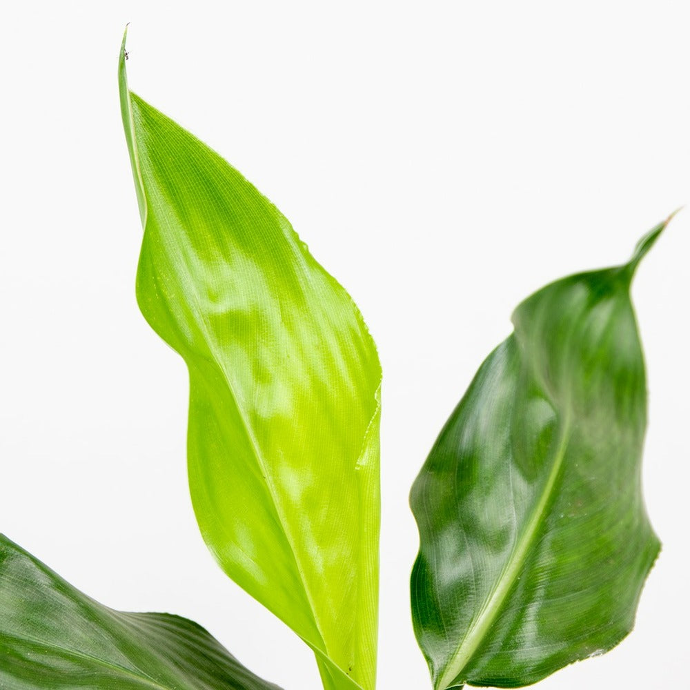  Strelitzia Reginae - Oiseau De Paradis - Plante D’intérieur - Hauteur 30-40 Cm - Pot 12 Cm
