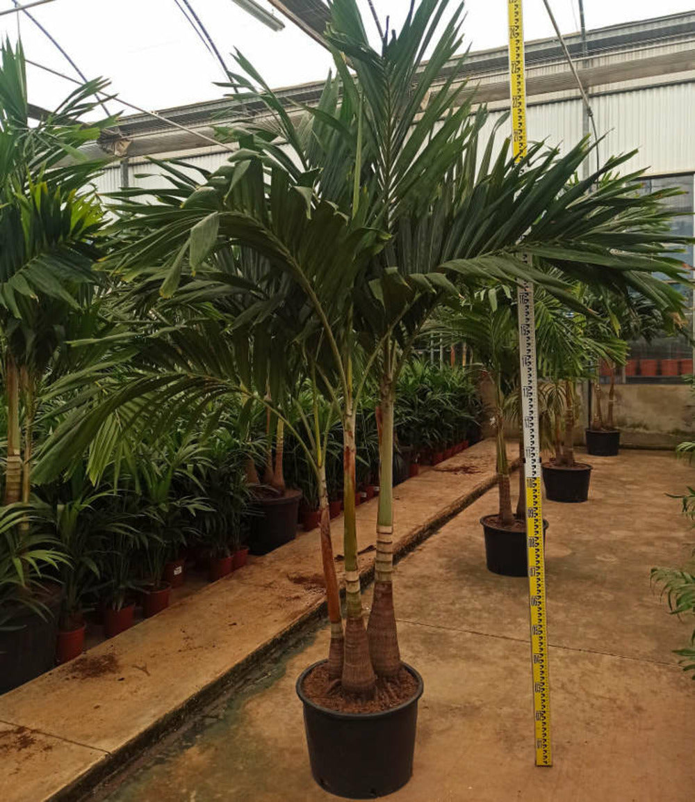  Adonidia Merrillii (veitchia Merrillii- Palmier De Manille) Spécimen Pot De 55l Tronc Unique 225-250cm