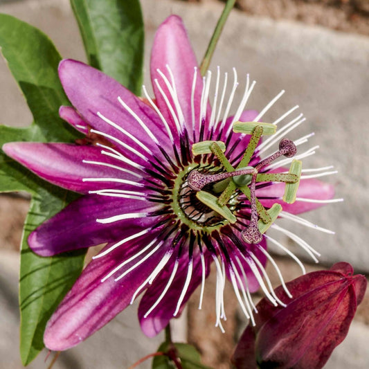  Passiflore Victoria - Le Pot / 2l / Hauteur Livrée 40-50cm