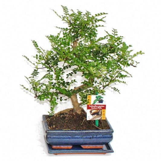  Poivre De Bonsaï Szechuan - Zanthoxylum Piperitum - Ca. 8 Ans