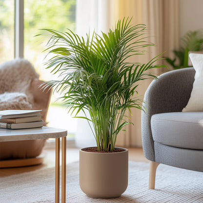  Palmier Areca - Set De 2 - Dypsis Lutescens - Hauteur 60-70cm - ⌀17cm