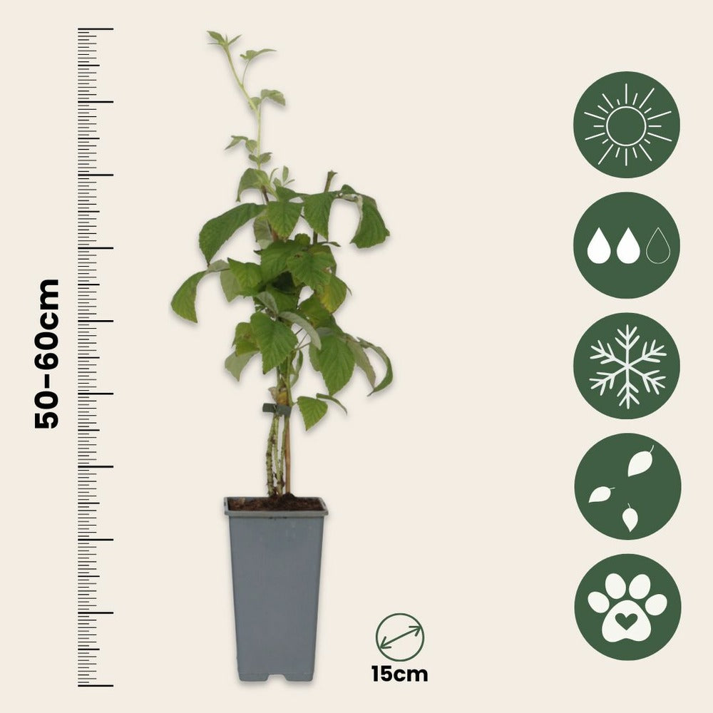  Framboisier - Set De 2 - Rubus Idaeus 'malling Promise' - H50-60cm - ⌀15cm