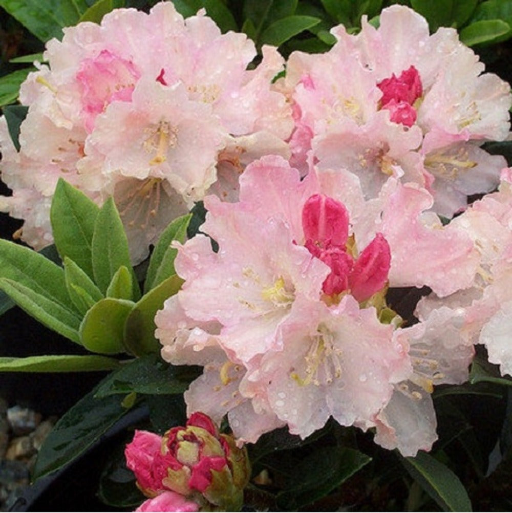  Rhododendron 'dreamland' 30-40 Cm Pot Floraison Rose Tendre Précoce