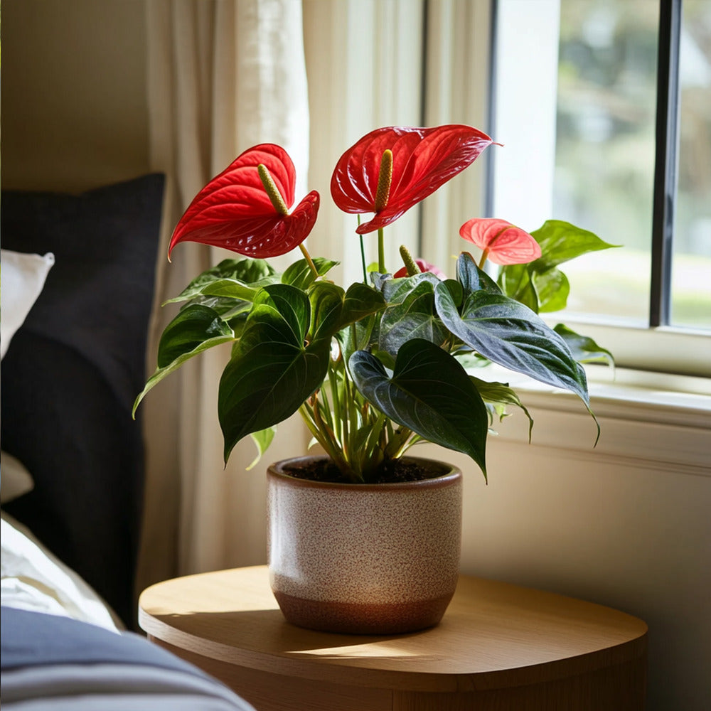  Langue De Feu - Anthurium 'royal Champion' - Hauteur 35-45cm - ø12cm