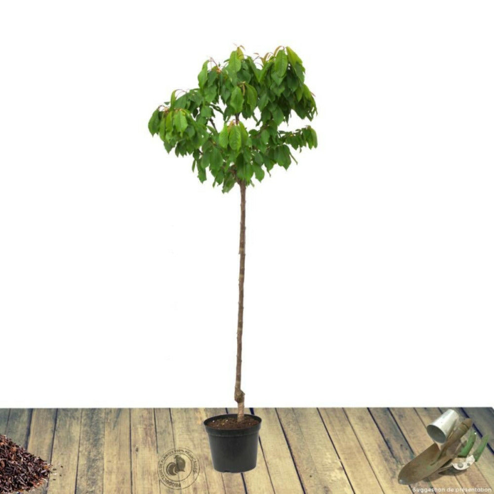  Pommier Transparente De Croncels/[-]pot De 10l - Gobelet 2 Ans - 120/150 Cm