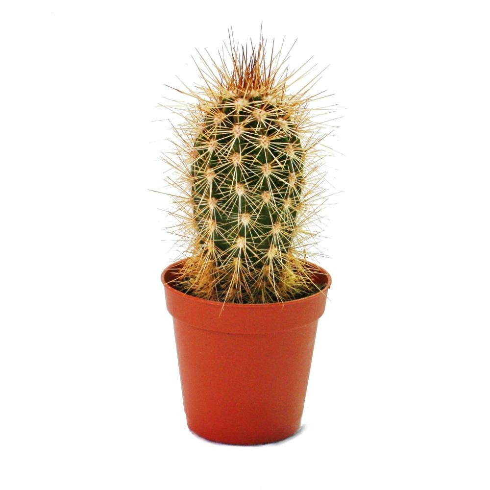 Pachycereus Pringley - Petite Plante En Pot De 5,5 Cm