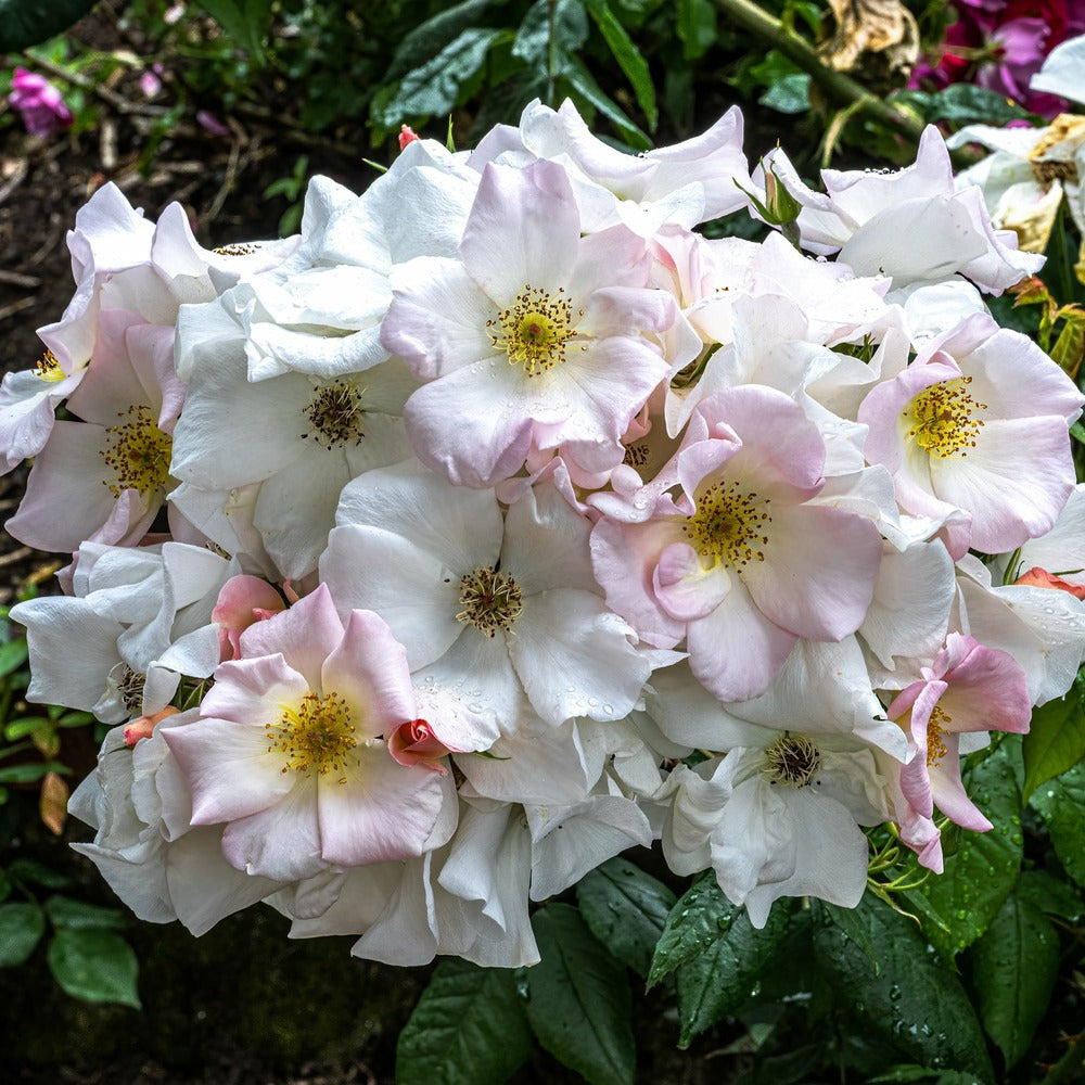  Rosier Arbustif Sally Holmes - Le Pot / 4l / Hauteur Livrée 15-40cm