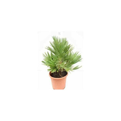  Chamaerops Humilis Var. Volcano (vulcan Palmier Doum)- Pot De 15 Litres - 80/100 Cm