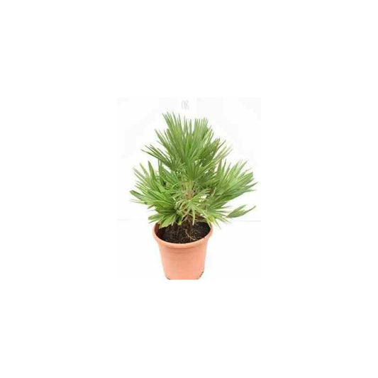  Chamaerops Humilis Var. Volcano (vulcan Palmier Doum)- Pot De 15 Litres - 80/100 Cm